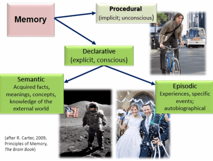 Kinds of memory, including procedural and declarative and based on R. Carter, 2009, The Brain Book