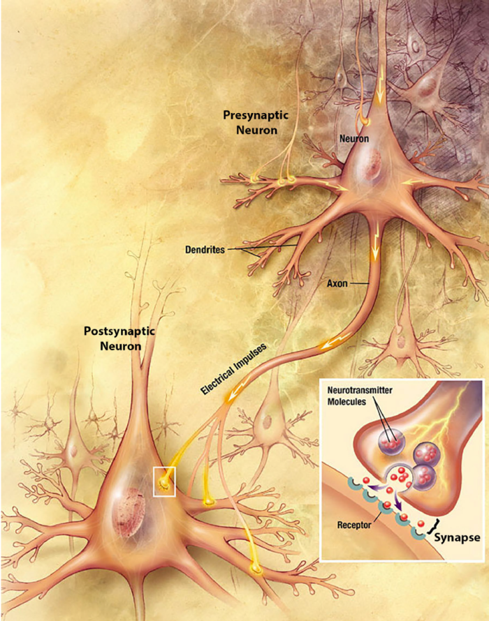 Anatomy of neurons